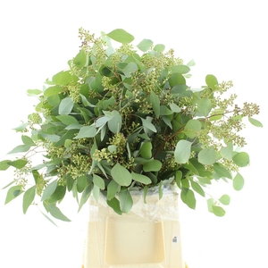 Euca Populus Berries Long 200gr