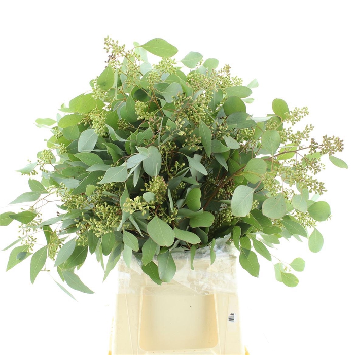 <h4>Euca Populus Berries Long 200gr</h4>