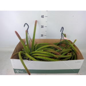 Cactus   ...hangingplants