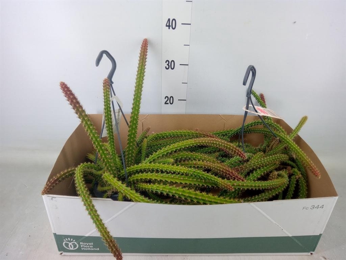 <h4>Cactus   ...hangingplants</h4>