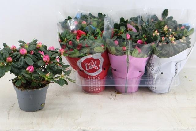 <h4>RHODO SI GEM</h4>