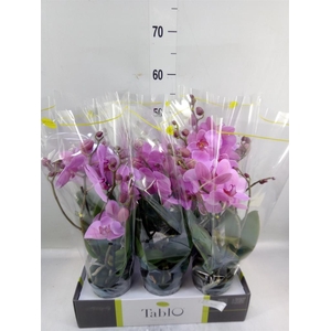 Phalaenopsis   ...rose