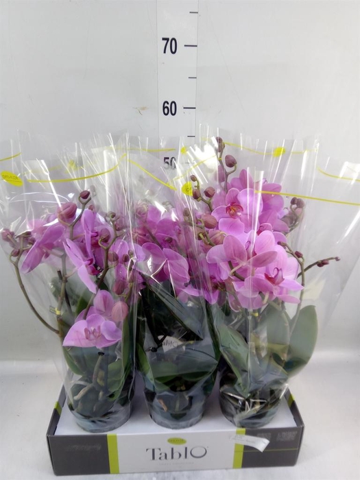 <h4>Phalaenopsis   ...rose</h4>