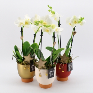 Opm PHALXM-2439M Phalaenopsis Xmas