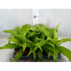 Asplenium antiquum