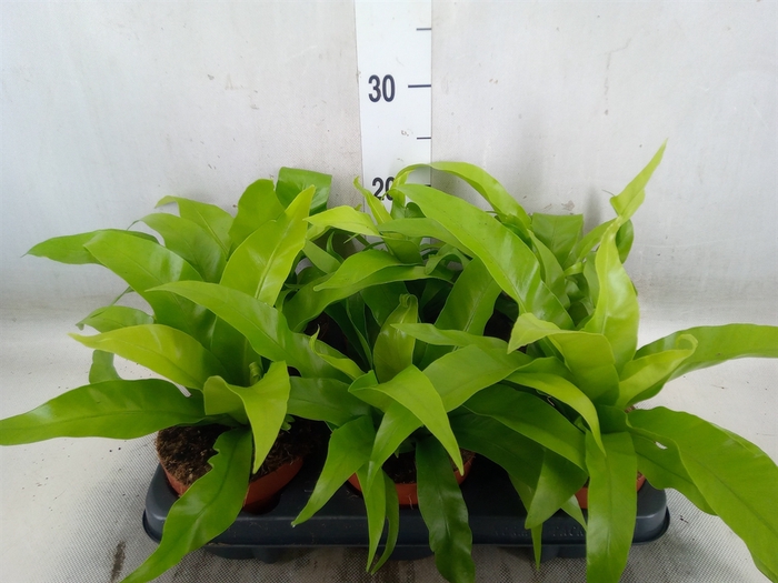 <h4>Asplenium antiquum</h4>
