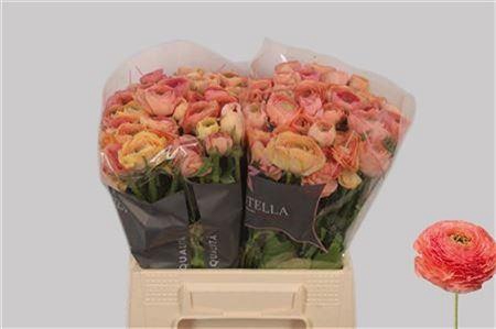 <h4>Ran El Salmon</h4>