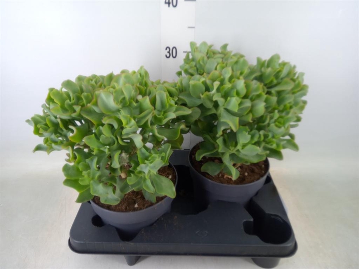 <h4>Crassula arborescens 'Curly'</h4>