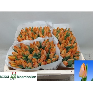 TU EN SUNRISE PRINCE