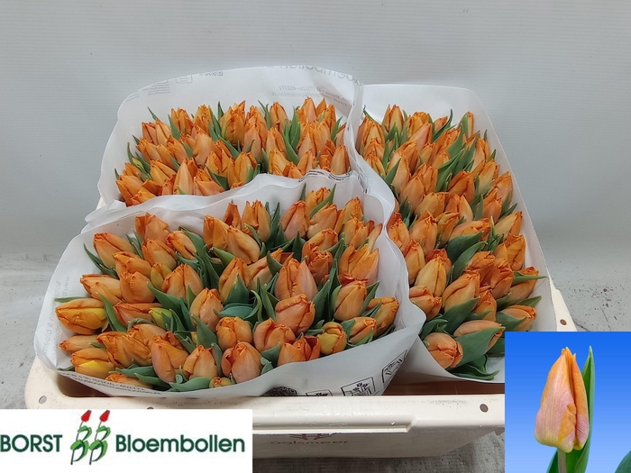 <h4>TU EN SUNRISE PRINCE</h4>