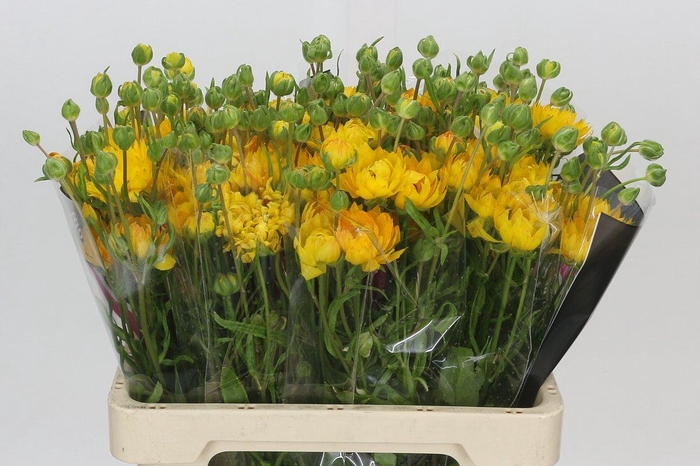 Ranunculus Moderna Proxima