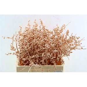 Ilex Klbh Copper Stem