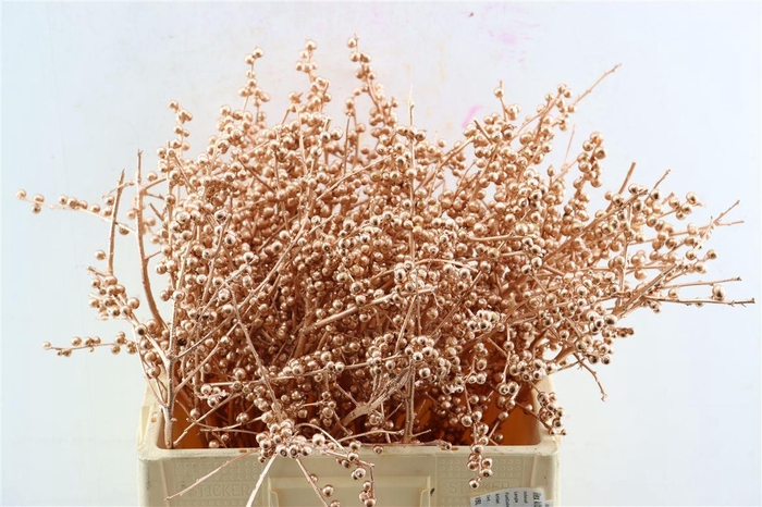 <h4>Ilex Kbh Copper Stem</h4>