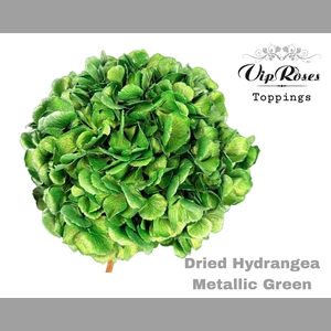 DRIED HYDRANGEA METALLIC GREEN