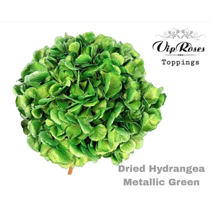 DRIED HYDRANGEA METALLIC GREEN