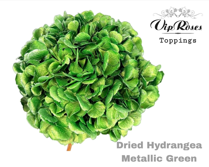 <h4>Dried Hydrangea Metallic Green</h4>
