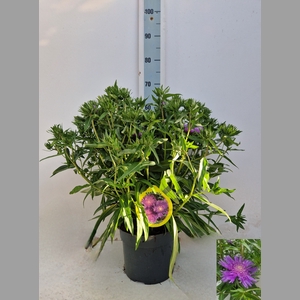 STOK LAEVIS