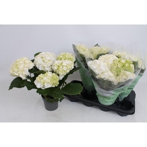 HYDR M CRYSTAL PALAC