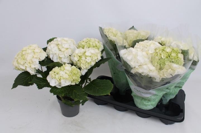 <h4>HYDR M CRYSTAL PALAC</h4>