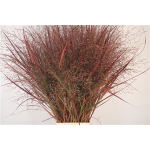 Siergras Panicum Vi Squaw