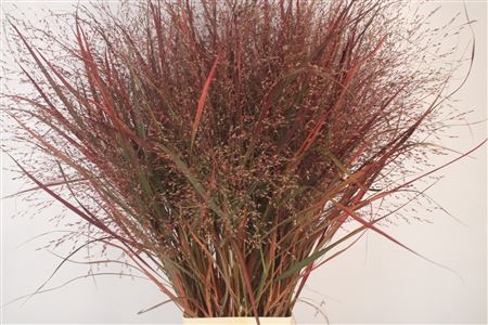 <h4>Siergras Panicum Vi Squaw</h4>