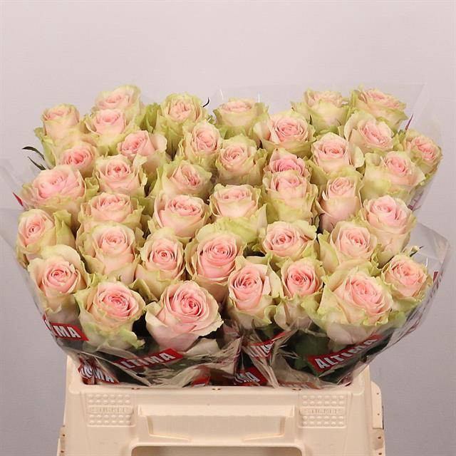 <h4>Rosa large frutteto</h4>