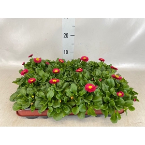 Bellis perennis 'Belladaisy Red'