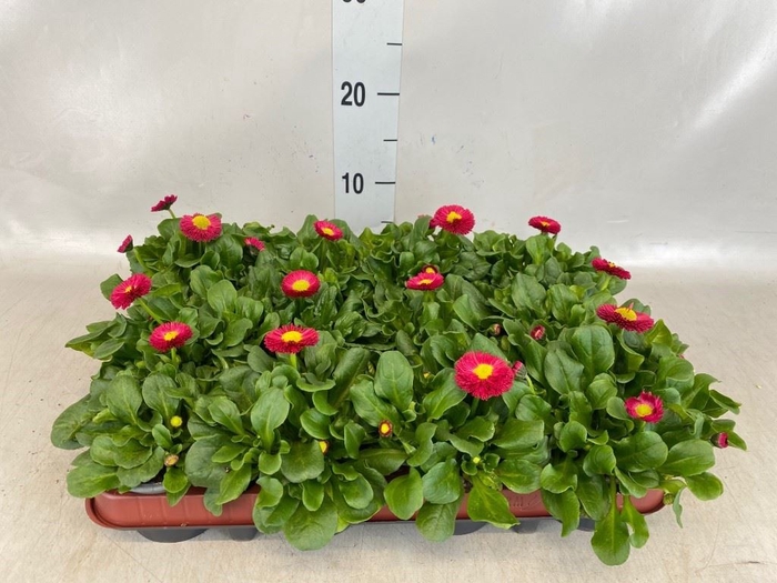 <h4>Bellis perennis 'Belladaisy Red'</h4>