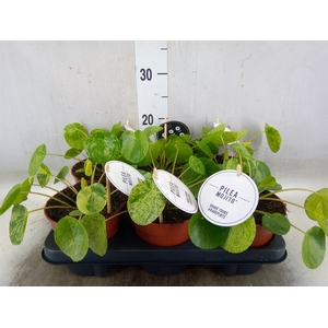 Pilea peperomoides