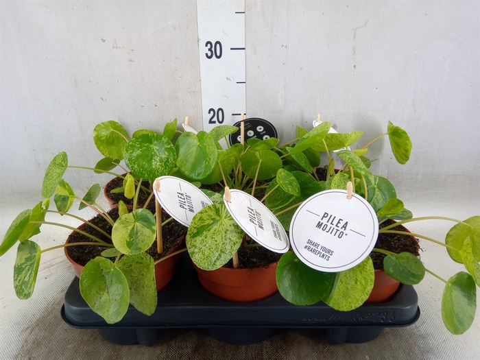 <h4>Pilea peperomoides</h4>