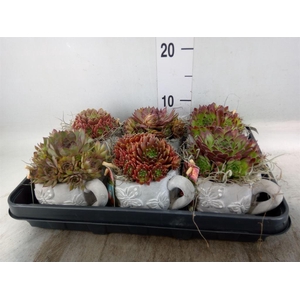 Arr.  Sempervivum L%