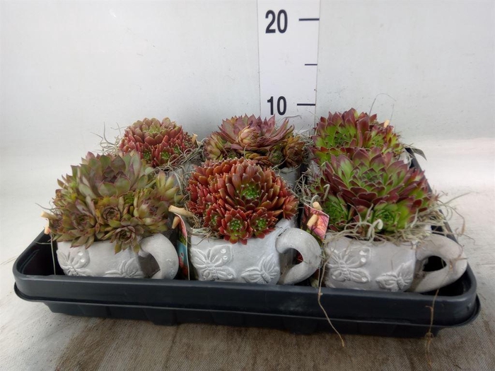<h4>Arr.  Sempervivum L%</h4>