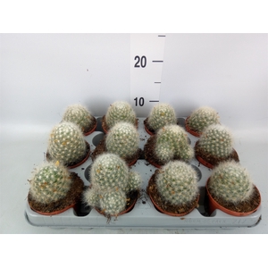 Mammillaria