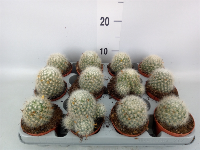 <h4>Mammillaria</h4>
