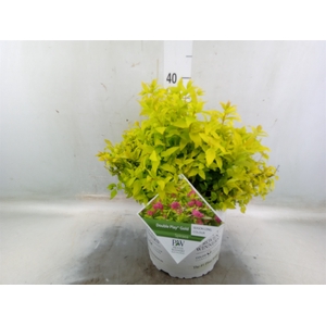 Spiraea japonica