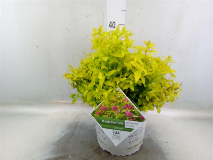 <h4>Spiraea japonica</h4>