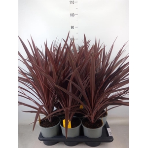 Cordyline austr. 'Red Star'