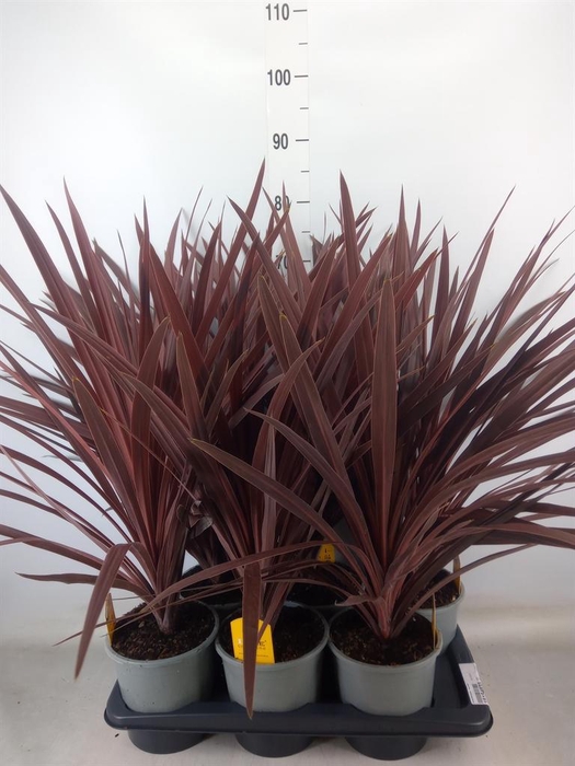 <h4>Cordyline austr. 'Red Star'</h4>
