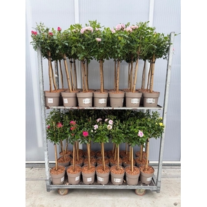 ROSA ST MIXKAR