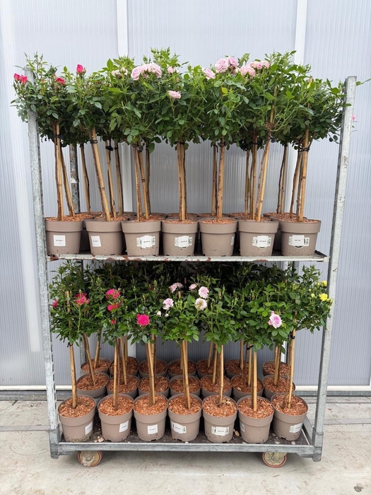 <h4>ROSA ST MIXKAR</h4>