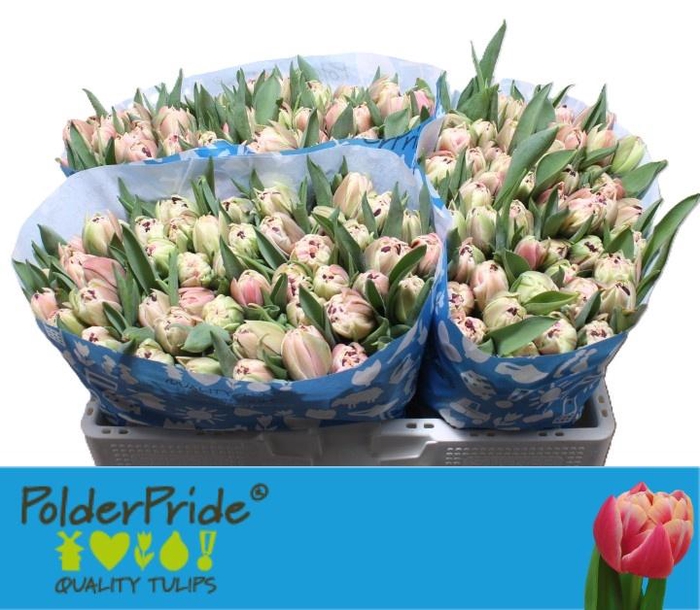 <h4>TU DU INNOCENCE</h4>