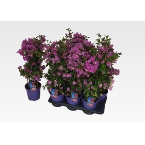 .Bougainvillea alexandra