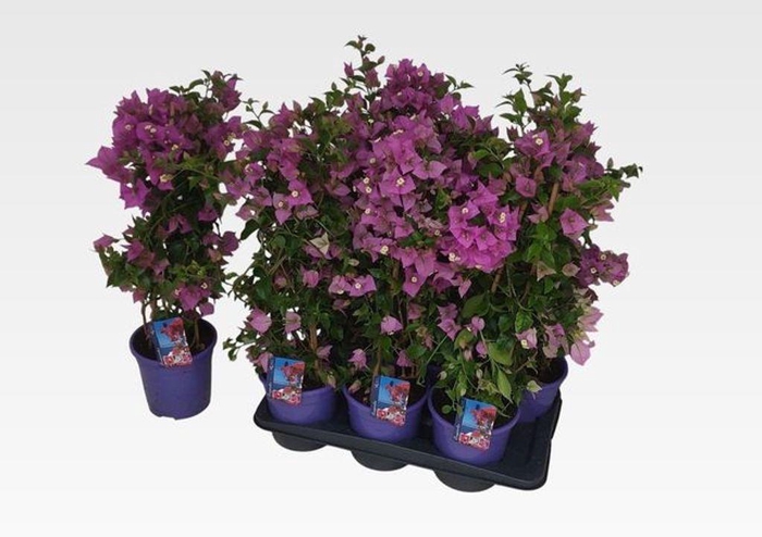 <h4>.Bougainvillea alexandra</h4>
