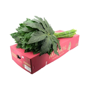 Aralia Super 80
