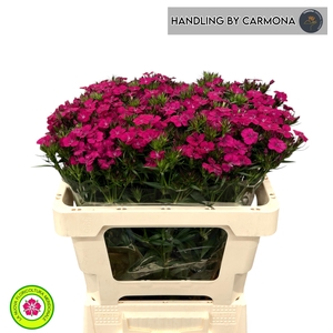 DI BARB AM NEON CHER