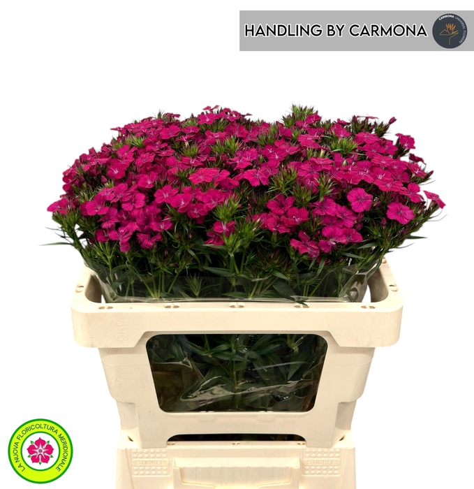 <h4>DI BARB AM NEON CHER</h4>