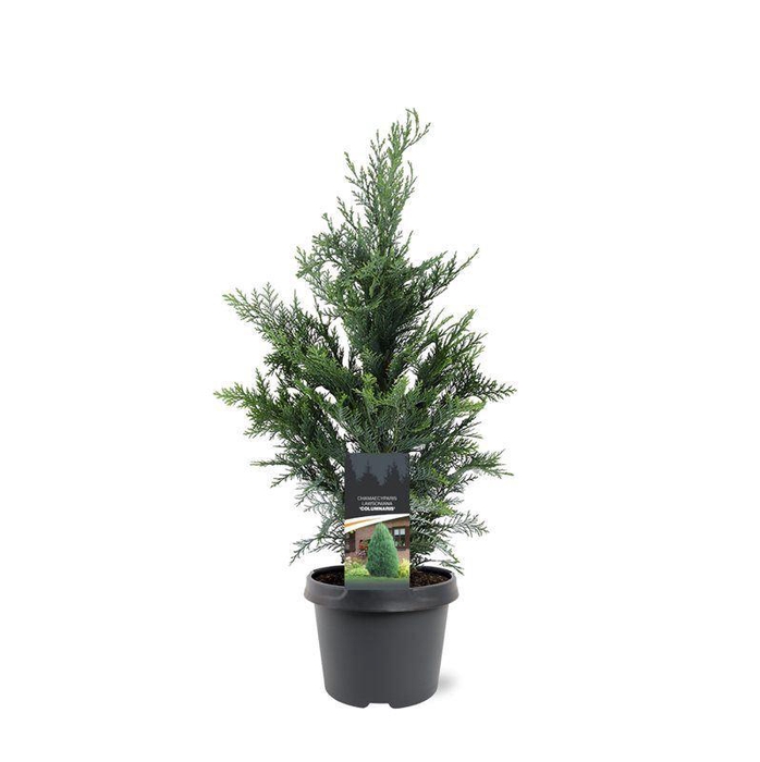 <h4>Chamaecyparis Columnari</h4>