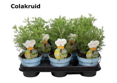 <h4>Artemisia Abrotanum Colakruid</h4>