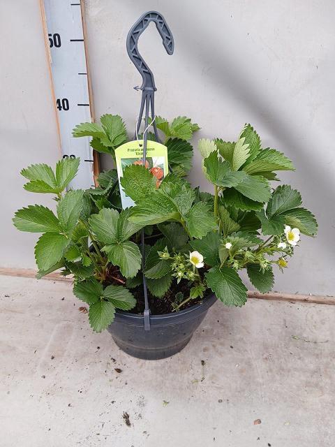 <h4>FRAG ELSANTA</h4>