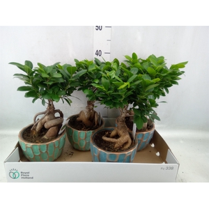 Ficus microcarpa 'Ginseng'